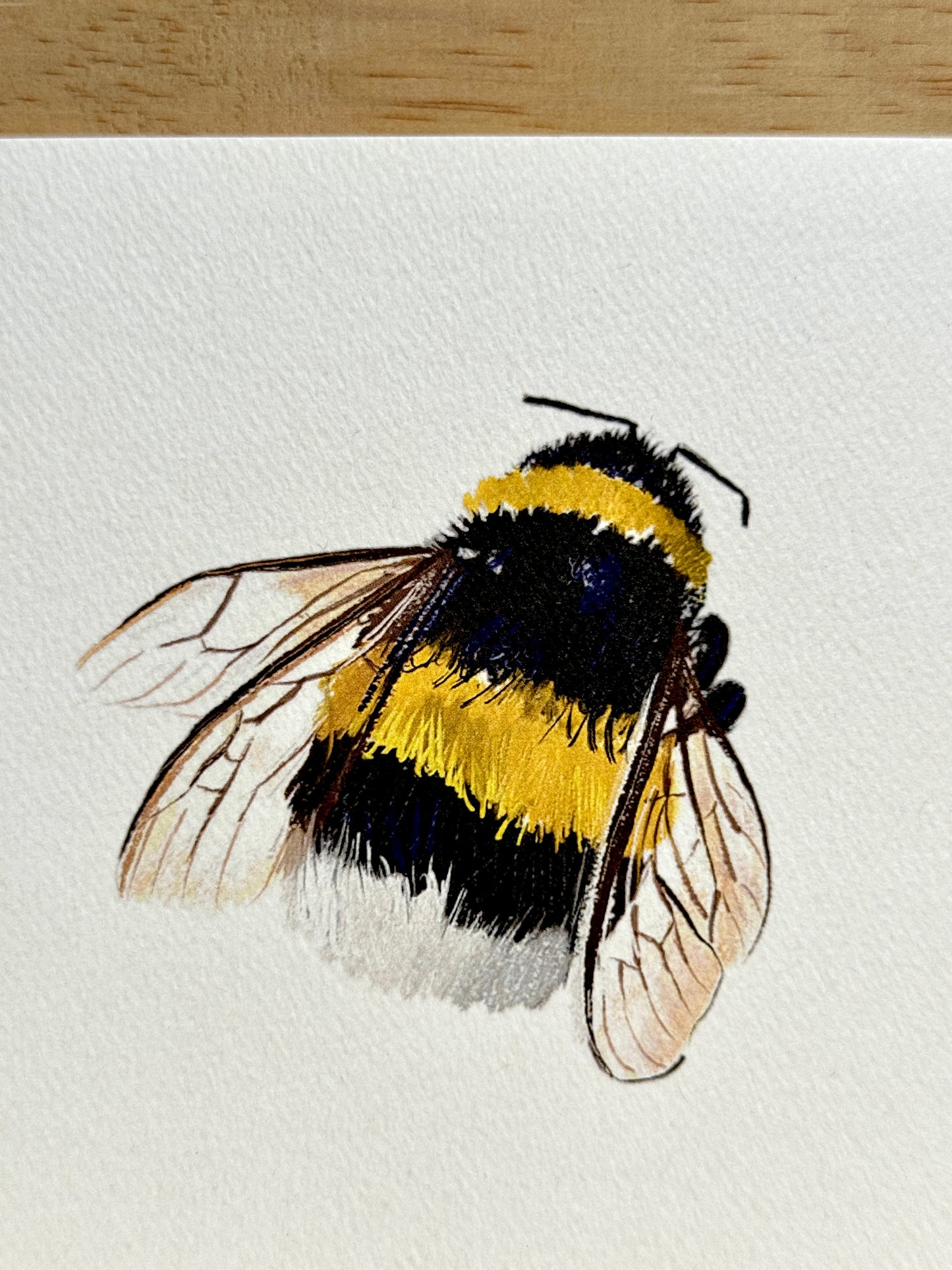 Bumblebee Print